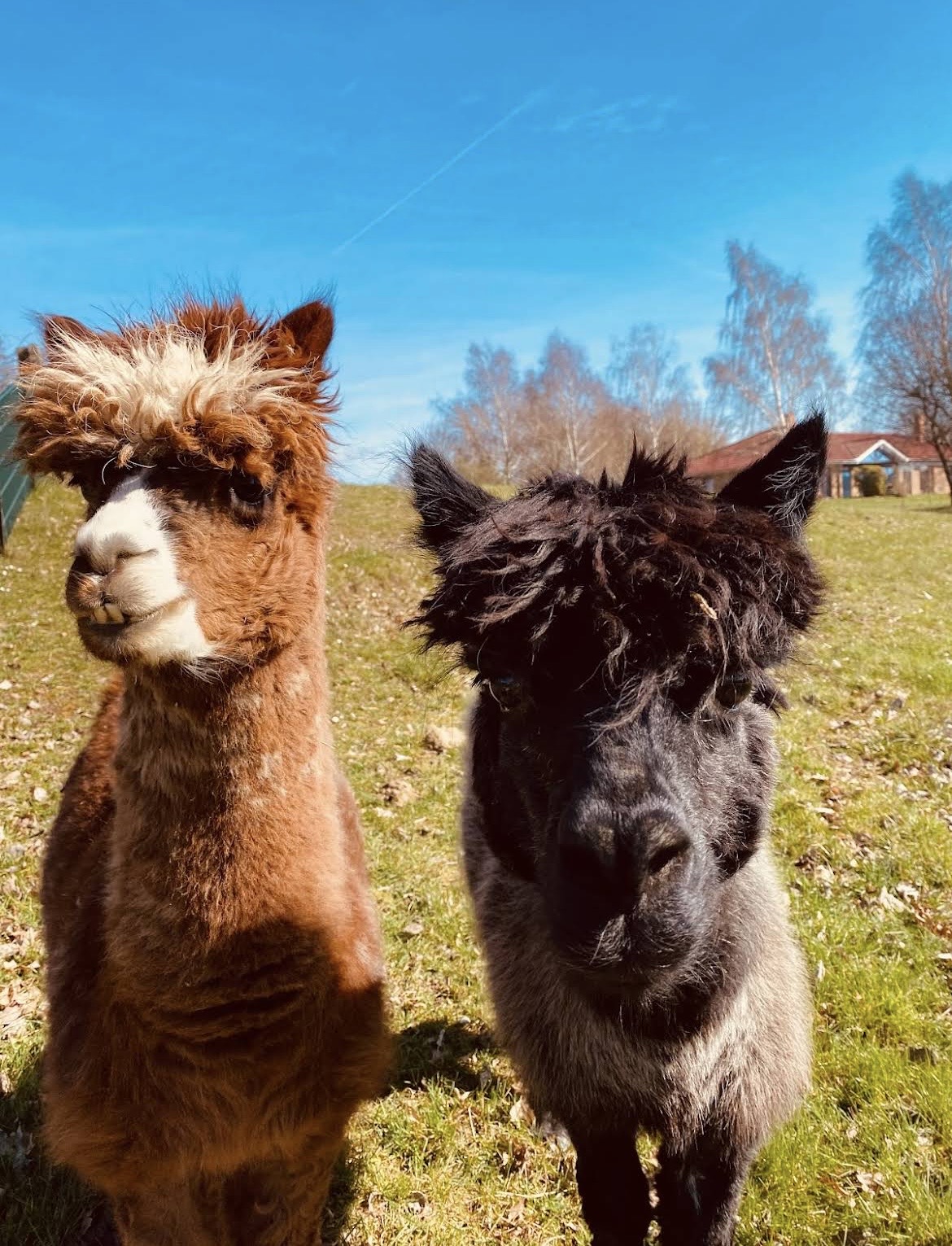 Alpakas auf der Wiese